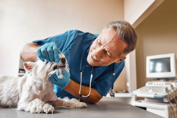Best Emergency Dentist for Knocked-Out Tooth in Aragon, GA